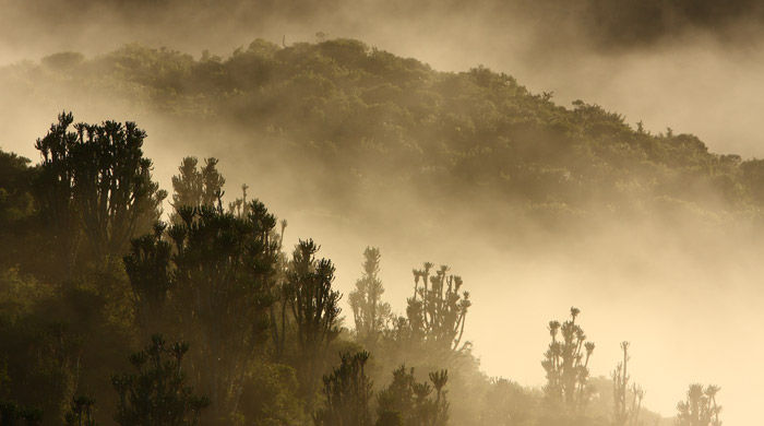 Mist-shrouded valleys at Shamwari Game Reserve, South Africa