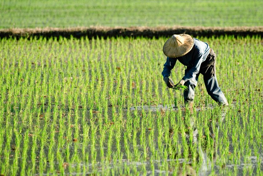 Tatse of Asia - daily rice