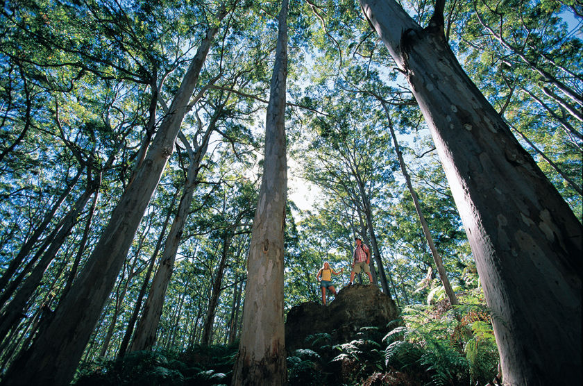 Karri trees in Western Australia