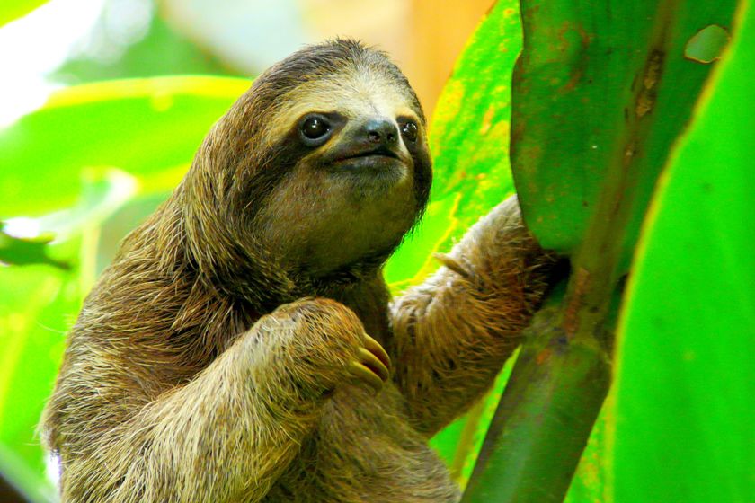 Costa Rica Wildlife Experience | Holidays 2018/2019 | Luxury & Tailor