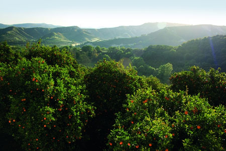 Orange trees Cyprus