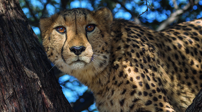 A Namibian cheetah 