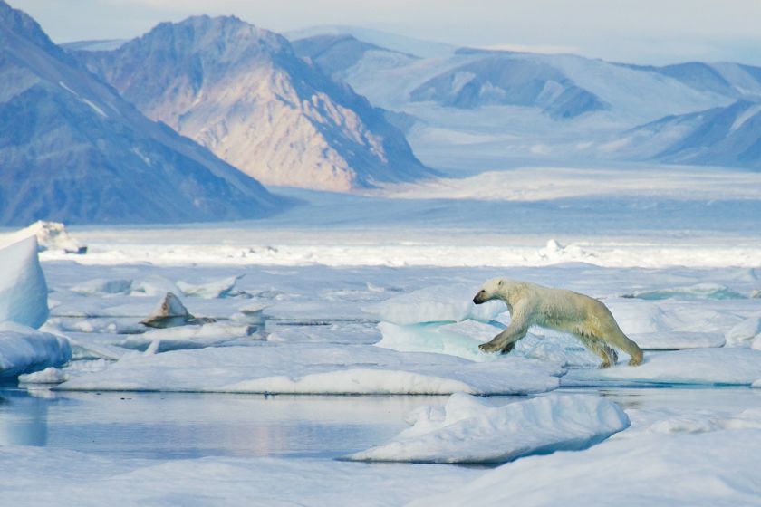 Polar Bear, Svalbard