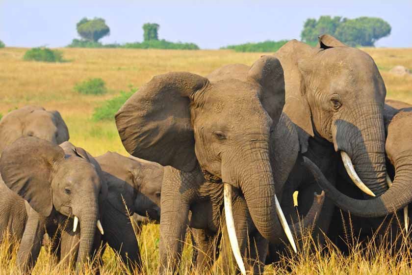 Elephant herd in the Queen Elizabeth National Park, Uganda