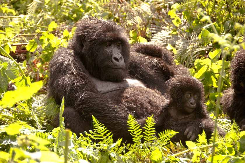 Mother and her young, Rwanda